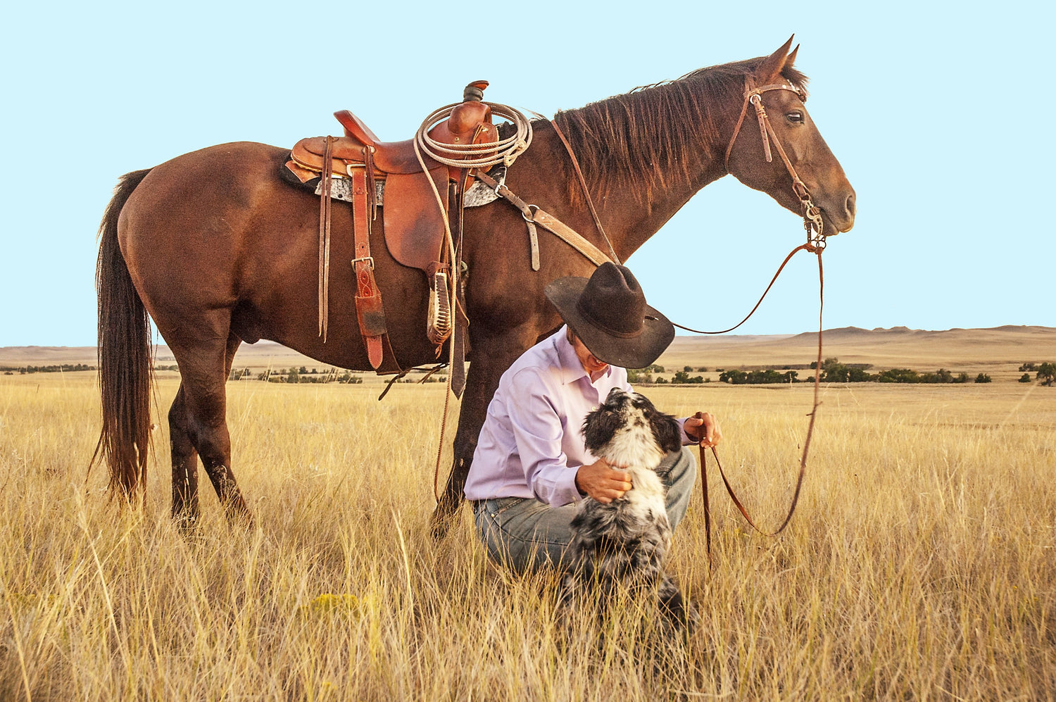 horse with cowboy